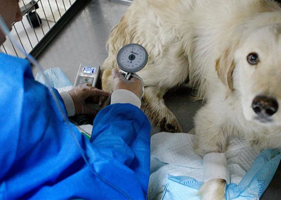 MÉDICO VETERINARIO